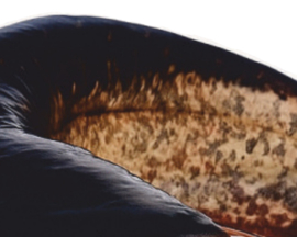 Real Fish Trofee Meerval 17 cm Vis Prijs Roofviswedstrijd Viswedstrijd Trophy Vistrofee Visprijs