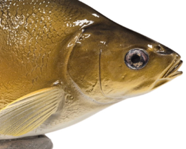 3D Real Fish Trophy Brasem Beeld 56 cm Levensecht Brasembeeld Beeldje Trofee Prijs Viswedstrijd Vis