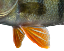 Vissticker Baars 100 cm Links Vis Sticker Auto Vissen Baarssticker Bootsticker Roofvissen Roofvis