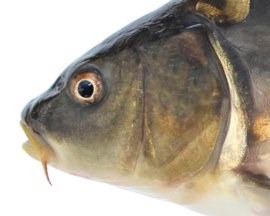 Vissticker Spiegelkarper 100 cm Links Sticker Contour Zonder Witte Rand Spiegel Karper Karpersticker