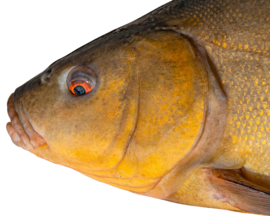 Vissticker Zeelt 15 cm Links Vis Sticker Witvis Stickers Zeelten Vissen Aanhanger Auto Spreekbeurt