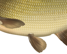 Vissticker Brasem 50 cm Links Vis Sticker Vissen Stickers Vissen Witvis Brasems Fietskar Aanhanger