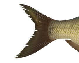 Vissticker Brasem 15 cm Rechts Vis Sticker Vissen Stickers Vissen Witvis Brasems Fietskar Aanhanger