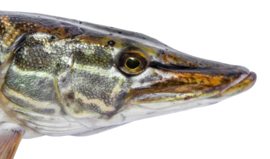 Vissticker Snoek Zwemmend 100 cm Rechts Vis Sticker Vissen Snoeksticker Bootsticker Roofvissen Auto