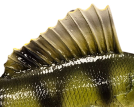 3D Real Fish Trophy Baars 30 cm Levensecht Beeld Baarsbeeld