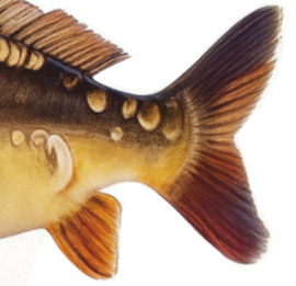 Real Fish Trofee Spiegelkarper 23 cm Vis Prijs Karper Karperwedstrijd Fish Trophy Vistrofee Visprijs