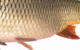 Vissticker Schubkarper 15 cm Links Vis Sticker Karper Vissen Karpersticker Bootsticker Auto Boot