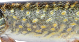 Vissticker Snoek Zwemmend 100 cm Links Vis Sticker Vissen Snoeksticker Bootsticker Roofvissen Auto