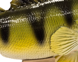 3D Real Fish Trophy Baars 30 cm Levensecht Beeld Baarsbeeld