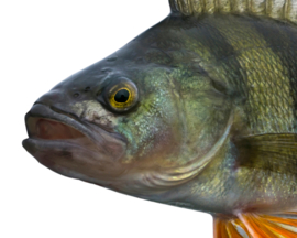 Vissticker Baars 100 cm Links Vis Sticker Auto Vissen Baarssticker Bootsticker Roofvissen Roofvis