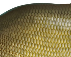 Vissticker Brasem 50 cm Links Vis Sticker Vissen Stickers Vissen Witvis Brasems Fietskar Aanhanger