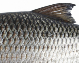 Vissticker Blankvoorn Voorn 100 cm Links Vis Sticker Witvis Stickers Vissen Aanhanger Auto Boot Bus