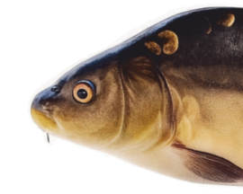 Real Fish Trofee Spiegelkarper 23 cm Vis Prijs Karper Karperwedstrijd Fish Trophy Vistrofee Visprijs