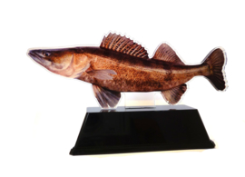Vistrofee Real Fish – Snoekbaars 20 cm