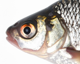 Vissticker Blankvoorn Voorn 100 cm Links Vis Sticker Witvis Stickers Vissen Aanhanger Auto Boot Bus