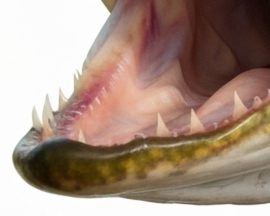 Vissticker Snoek Open Bek 15 cm Links Vis Sticker Tanden Vissen Snoeksticker Bootsticker Roofvissen