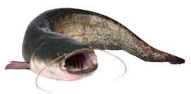 Vissticker Meerval 15 cm Rechts Vis Sticker Vissen Meervalsticker Bootsticker Autosticker Stickers