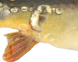 Vissticker Spiegelkarper 15 cm Rechts Vis Sticker Real Mirror Spiegel Karper Vissen Karpersticker