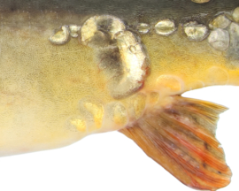 Vissticker Spiegelkarper 100 cm Links Sticker Contour Zonder Witte Rand Spiegel Karper Karpersticker