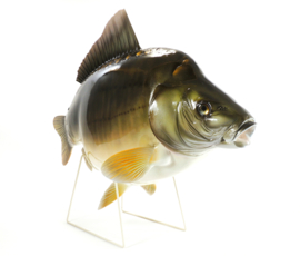 3D Real Fish Trophy Carp 78 cm Levensecht Karperbeeld Beeld Karper