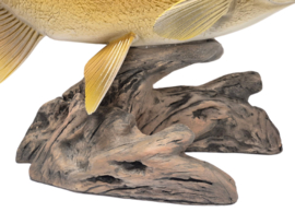 3D Real Fish Trophy Brasem Beeld 56 cm Levensecht Brasembeeld Beeldje Trofee Prijs Viswedstrijd Vis