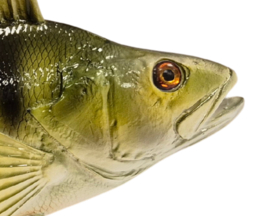 3D Real Fish Trophy Baars 30 cm Levensecht Beeld Baarsbeeld