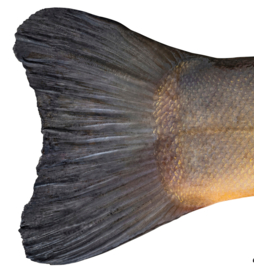 Vissticker Zeelt 50 cm Rechts Vis Sticker Witvis Stickers Zeelten Vissen Aanhanger Auto Spreekbeurt