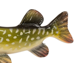 3D Real Fish Trophy Snoek 30 cm Levensecht Beeld Snoekbeeld Trofee Visbeker Sokkel Groen Natuurlijk