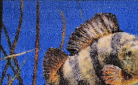 Deurmat Baars 60 x 40 Vloermat Vismat Roofvis Voordeur Mat Vissen Voordeurmat Voeten Vegen Viscadeau