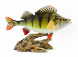 3D Real Fish Trophy Baars 49 cm Levensecht Beeld Baarsbeeld