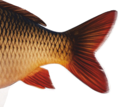 Real Fish Trofee Schubkarper 17 cm Vis Prijs Karper Karperwedstrijd Fish Trophy Vistrofee Visprijs