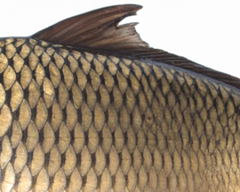 Vissticker Schubkarper 15 cm Links Vis Sticker Karper Vissen Karpersticker Bootsticker Auto Boot