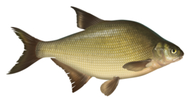 Vissticker Brasem 15 cm Rechts Vis Sticker Vissen Stickers Vissen Witvis Brasems Fietskar Aanhanger