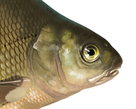 Vissticker Brasem 15 cm Rechts Vis Sticker Vissen Stickers Vissen Witvis Brasems Fietskar Aanhanger