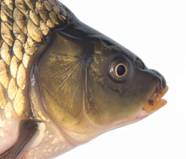 Vissticker Schubkarper 100 cm Rechts Vis Sticker Karper Vissen Karpersticker Bootsticker Auto Boot