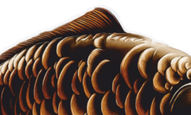 Real Fish Trofee Carp Art 17 cm Vis Prijs Karper Karperwedstrijd Fish Trophy Vistrofee Visprijs