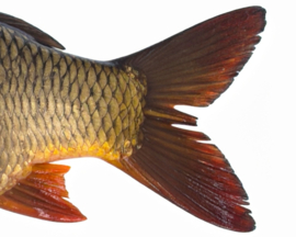 Vissticker Schubkarper 15 cm Links Vis Sticker Karper Vissen Karpersticker Bootsticker Auto Boot