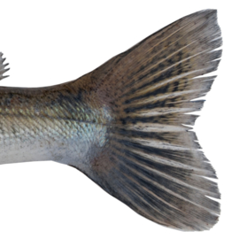 Vissticker Snoekbaars 50 cm Links Vis Sticker Vissen Stickers Bootsticker Auto Roofvissen Roofvis