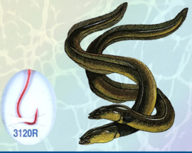 10 x Paling Onderlijn 70 cm 30/00 Haakmaat 4 Rode Haak Aal Palinghaak Palinghaken Palingonderlijnen