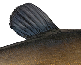 Vissticker Zeelt 50 cm Rechts Vis Sticker Witvis Stickers Zeelten Vissen Aanhanger Auto Spreekbeurt