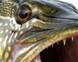 Vissticker Snoek Open Bek 100 cm Rechts Vis Sticker Tanden Vissen Snoeksticker Bootsticker Roofvis