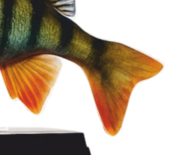 Real Fish Trofee Baars 17 cm Vis Prijs Roofviswedstrijd Viswedstrijd Fish Trophy Vistrofee Visprijs