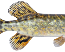 Vissticker Snoek Zwemmend 100 cm Rechts Vis Sticker Vissen Snoeksticker Bootsticker Roofvissen Auto