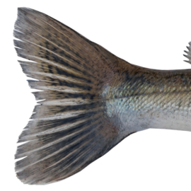 Vissticker Snoekbaars 50 cm Rechts Vis Sticker Vissen Stickers Bootsticker Auto Roofvissen Roofvis