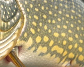 Vissticker Snoek Open Bek 15 cm Links Vis Sticker Tanden Vissen Snoeksticker Bootsticker Roofvissen