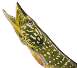 3D Real Fish Trophy Snoek 48 cm Levensecht Beeld Snoekbeeld Trofee Visbeker Sokkel Groen Natuurlijk