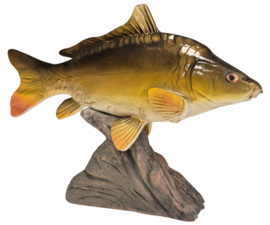 3D Real Fish Trophy Carp 26 cm Levensecht Karperbeeld Beeld Karper Trofee Prijs Karperwedstrijd Vis