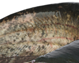 Vissticker Meerval 100 cm Links Vis Sticker Vissen Meervalsticker Bootsticker Autosticker Stickers