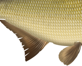 Vissticker Brasem 15 cm Rechts Vis Sticker Vissen Stickers Vissen Witvis Brasems Fietskar Aanhanger