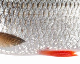 Vissticker Blankvoorn Voorn 100 cm Links Vis Sticker Witvis Stickers Vissen Aanhanger Auto Boot Bus